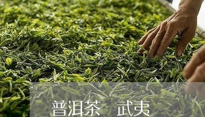 普洱茶 武夷/2023042841200